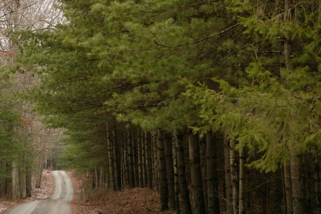 An unpaved county road bordered by planted pines, the kind of low-traffic route the Mississippi UTV road bills have repeatedly tried, and failed, to open to side-by-sides.